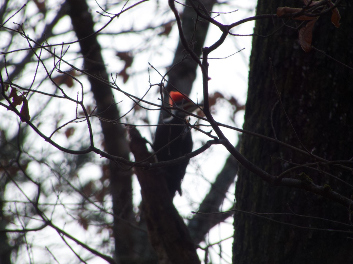Жовна північна - ML646487667