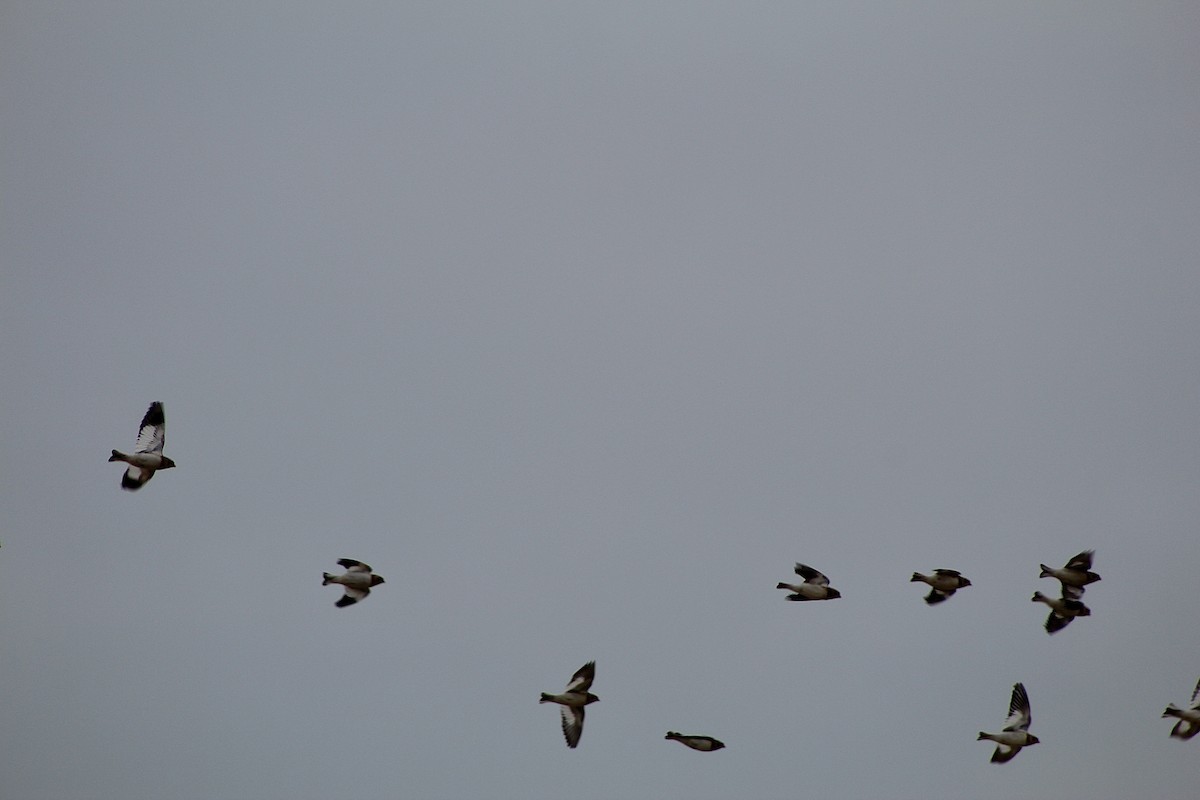 雪鵐 - ML646487669