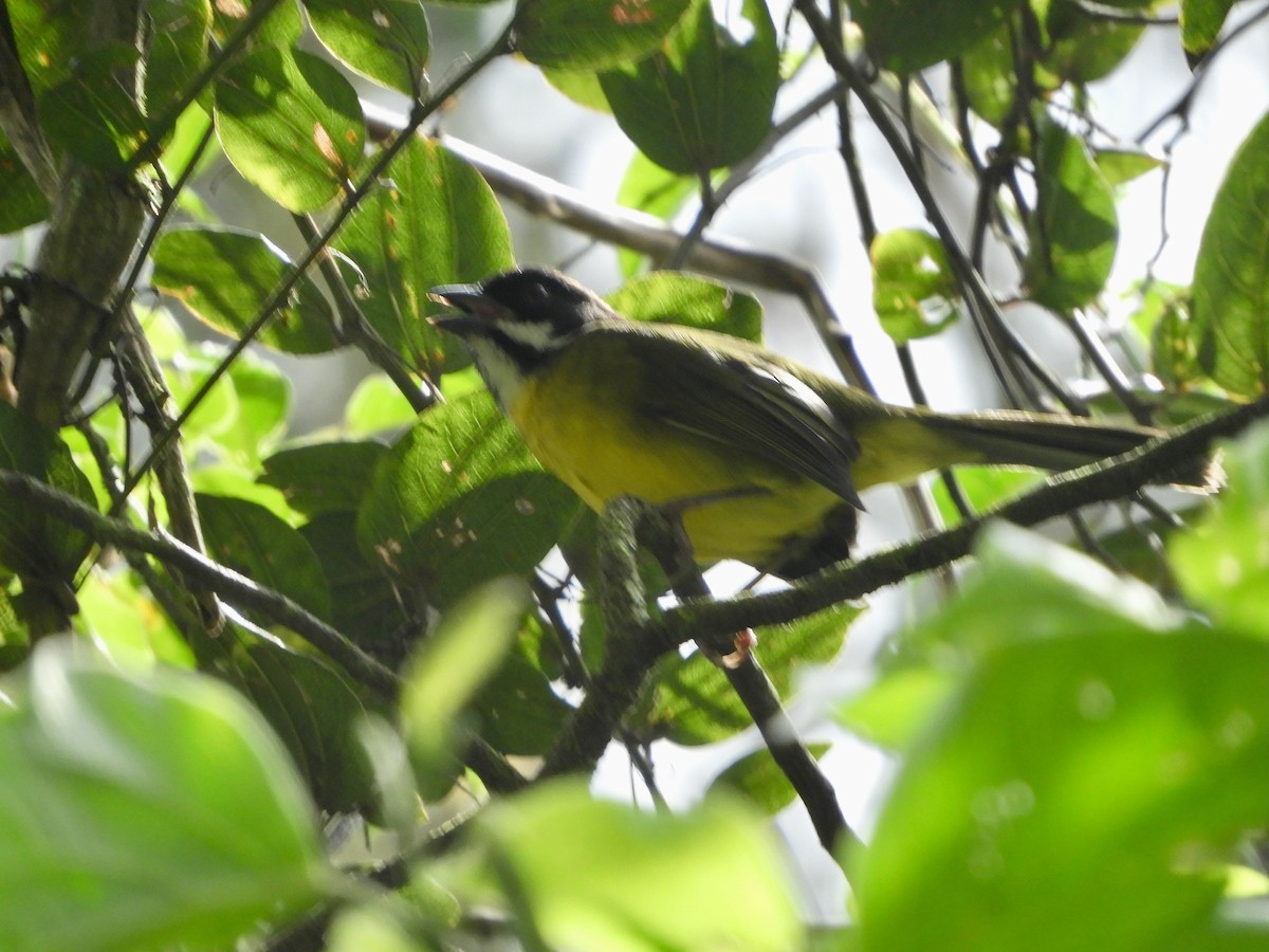 Moustached Brushfinch (Moustached) - ML646487670