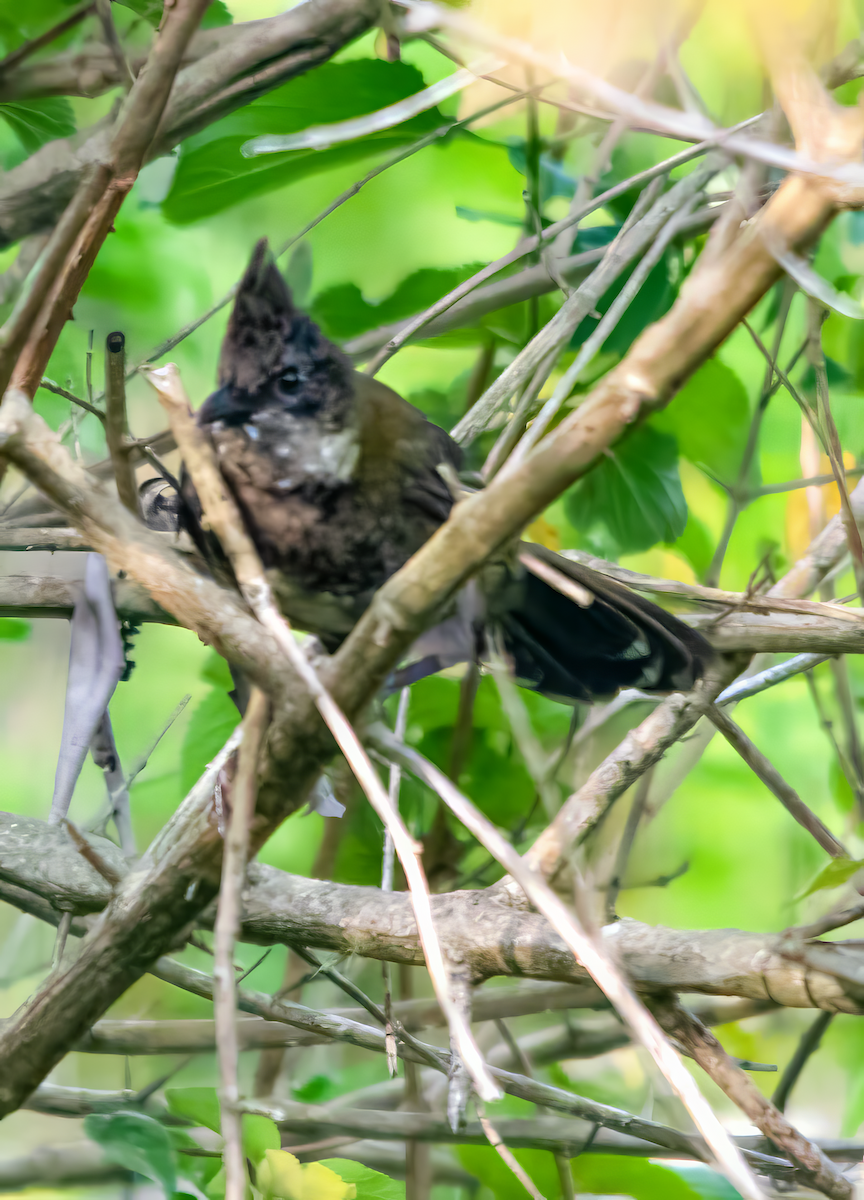 ムナグロシラヒゲドリ - ML646487676