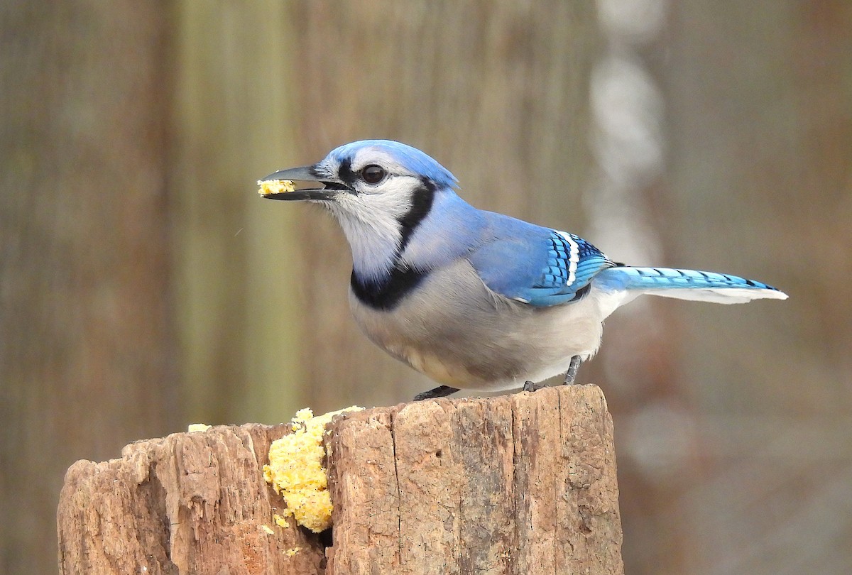 Blue Jay - ML646487677