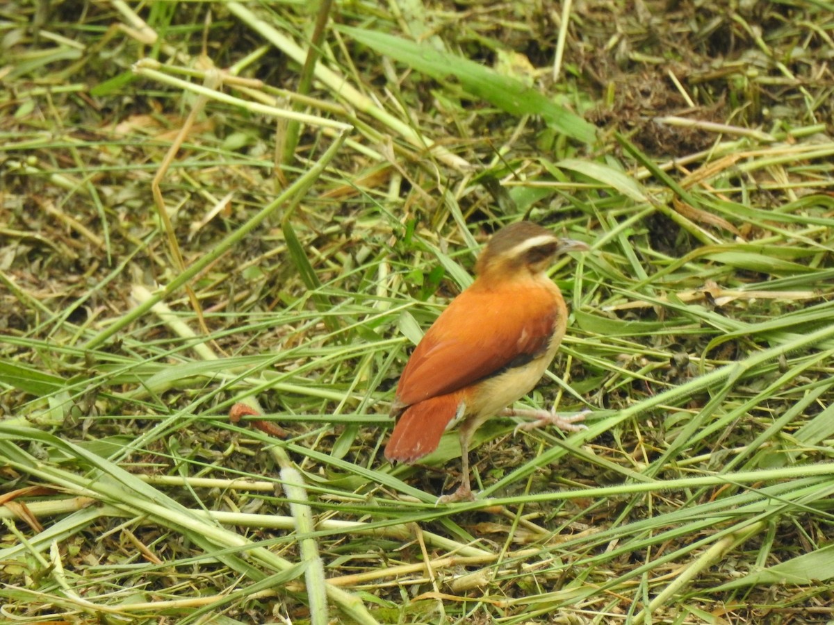 Pale-legged Hornero - ML646487678