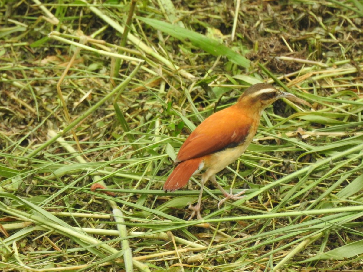 Pale-legged Hornero - ML646487679