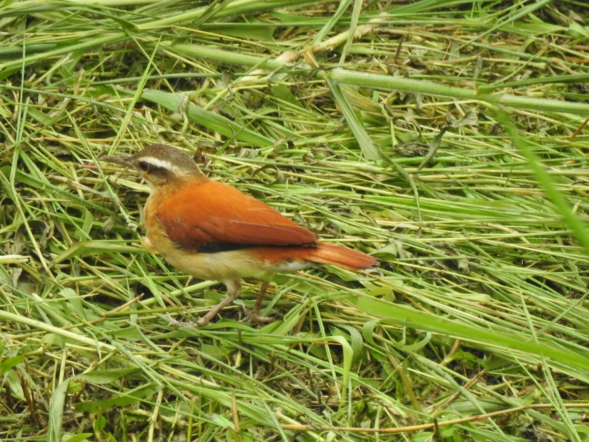 Pale-legged Hornero - ML646487680