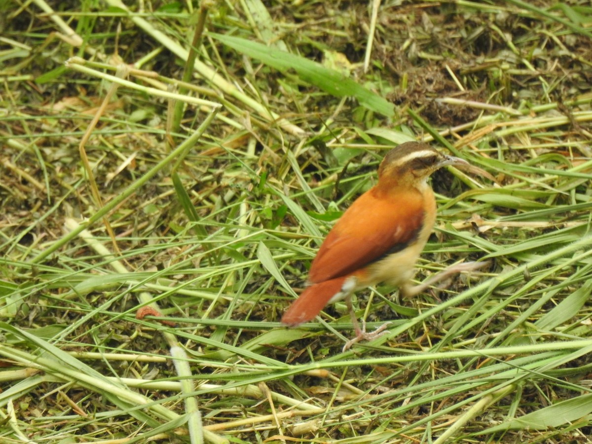 Pale-legged Hornero - ML646487681