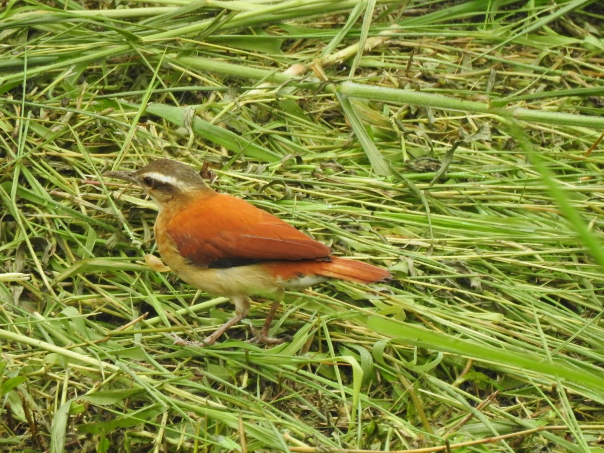 Pale-legged Hornero - ML646487682