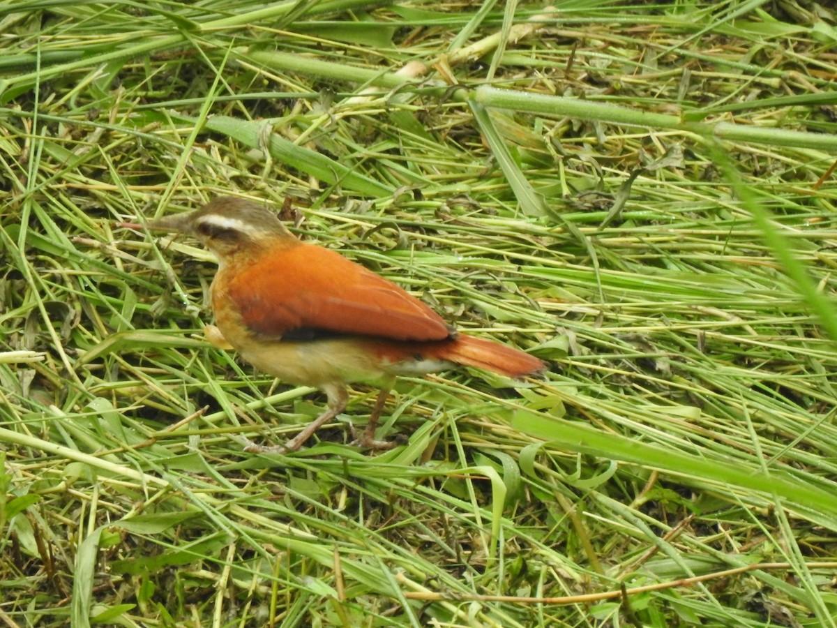 Pale-legged Hornero - ML646487683