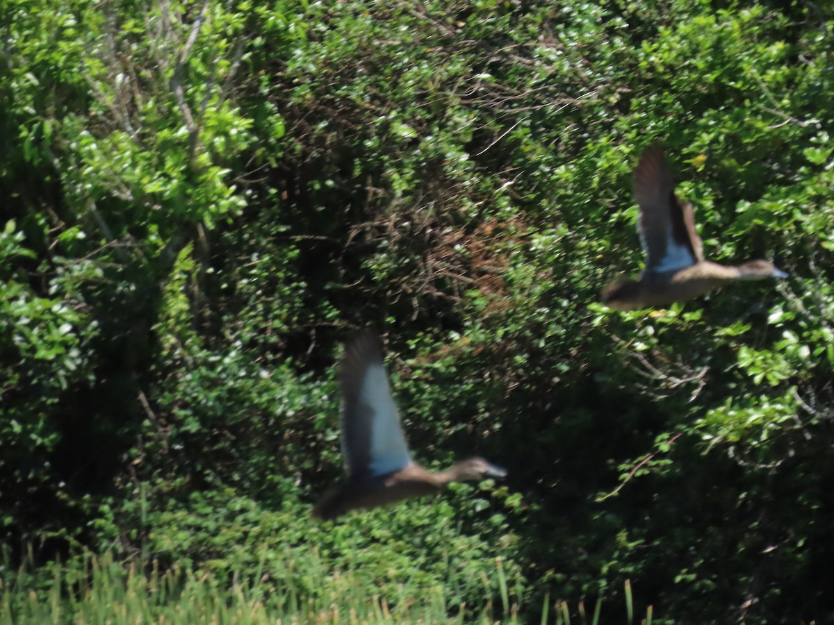 Pacific Black Duck/Mallard - ML646487686