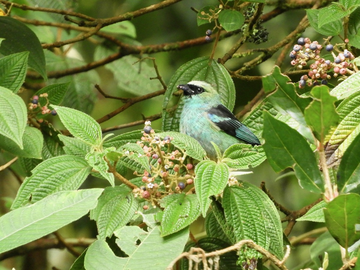 Metallic-green Tanager - ML646487687