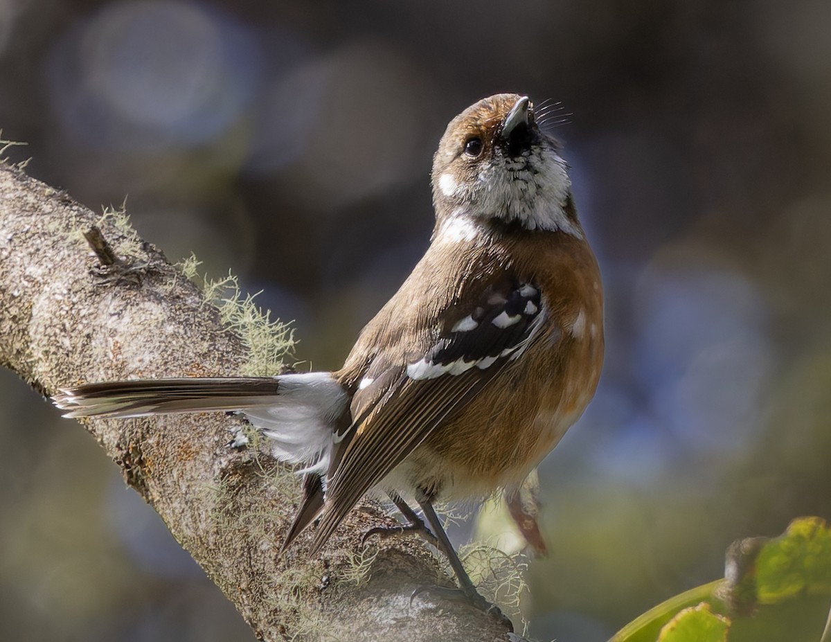 Hawaii Elepaio - ML646487689