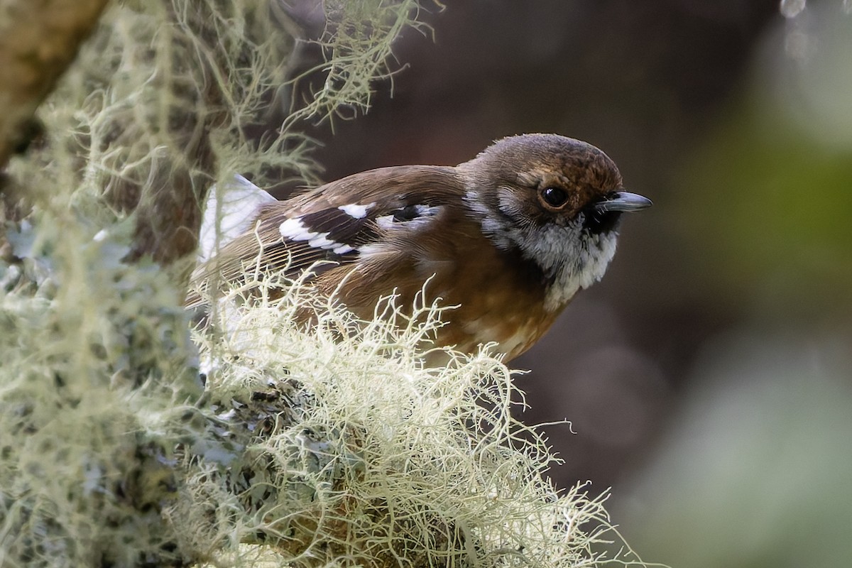 Hawaii Elepaio - ML646487690