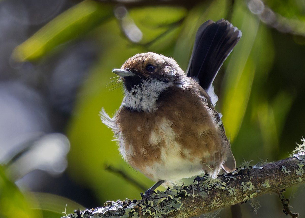 Hawaii Elepaio - ML646487691