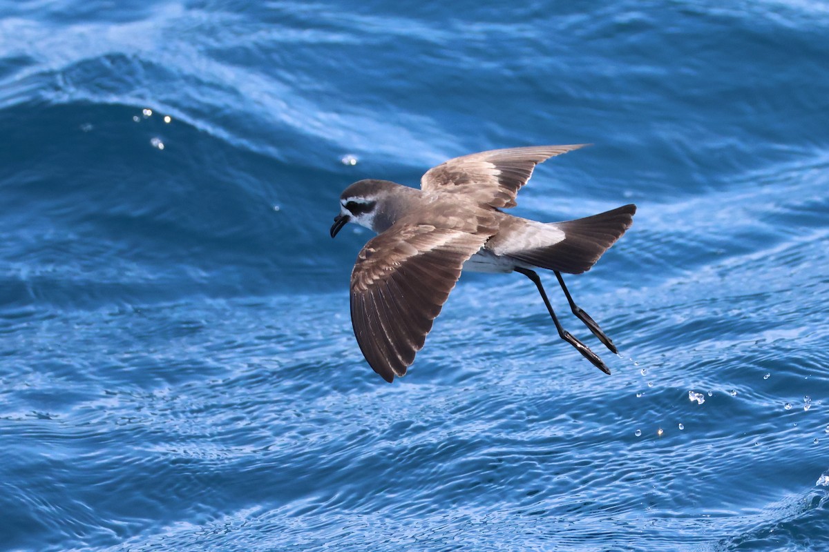 יסעורון לבן-פנים - ML646487692