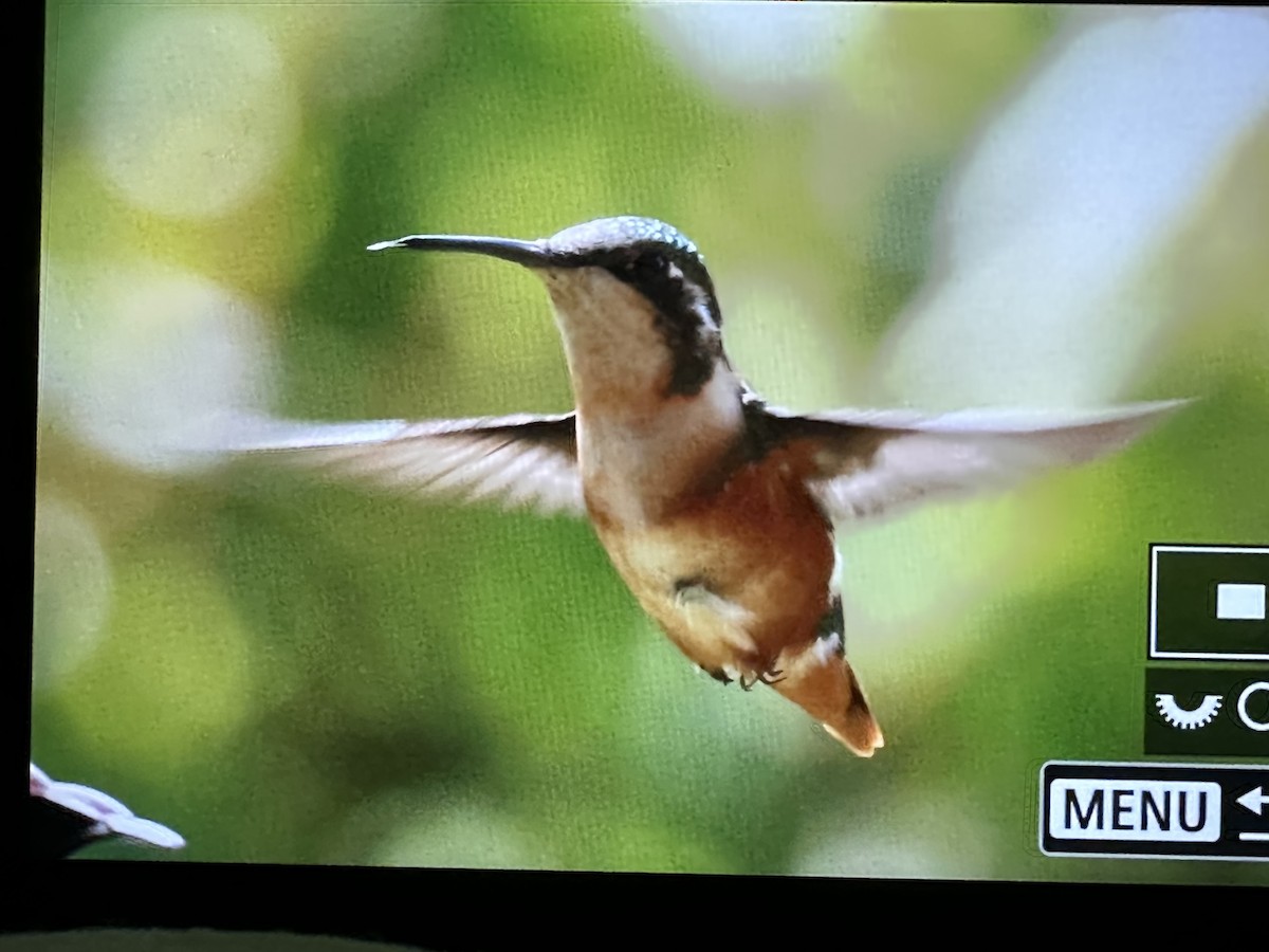Ak Göbekli Ormanyıldızı - ML646487695