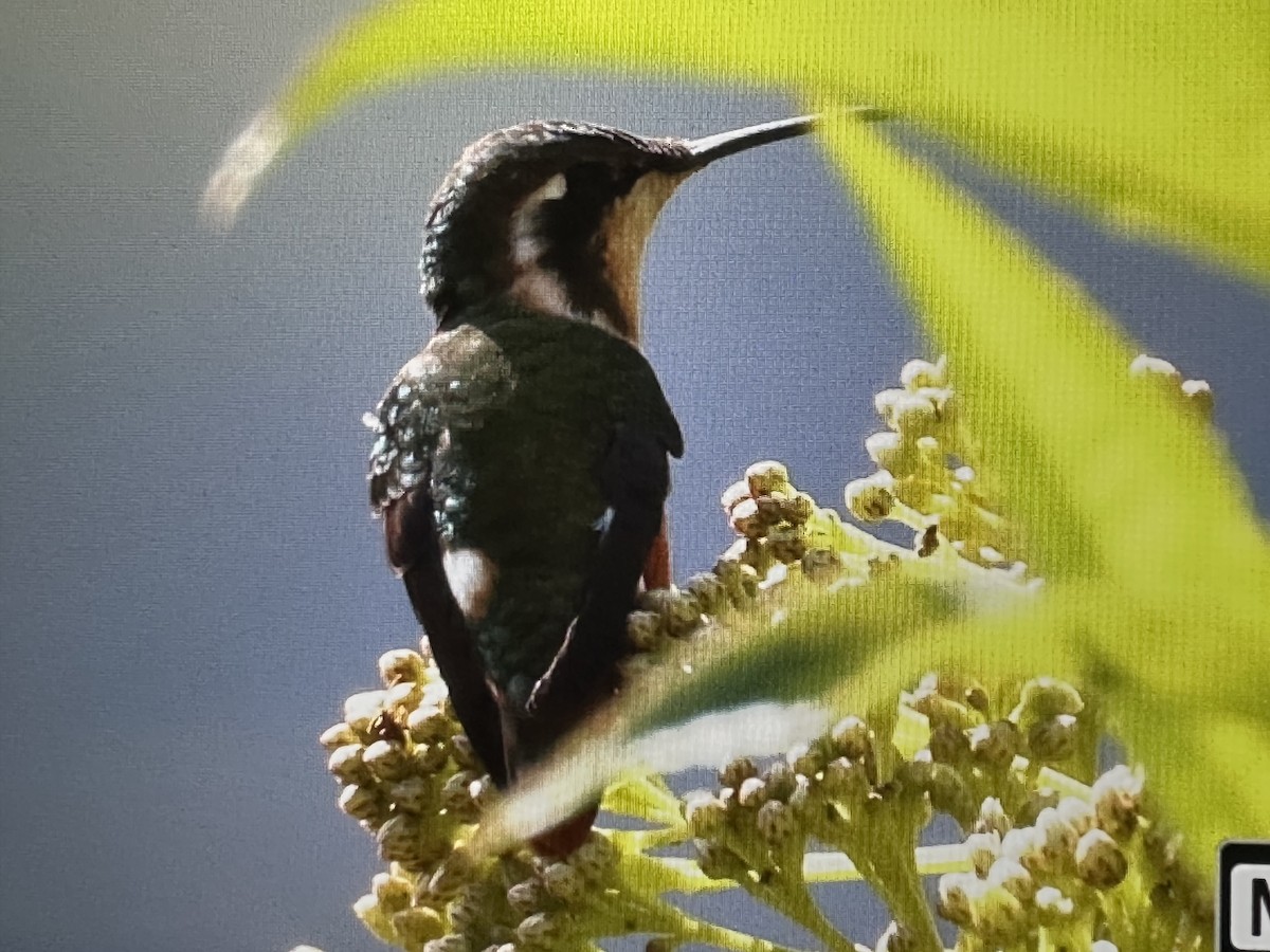 Ak Göbekli Ormanyıldızı - ML646487696
