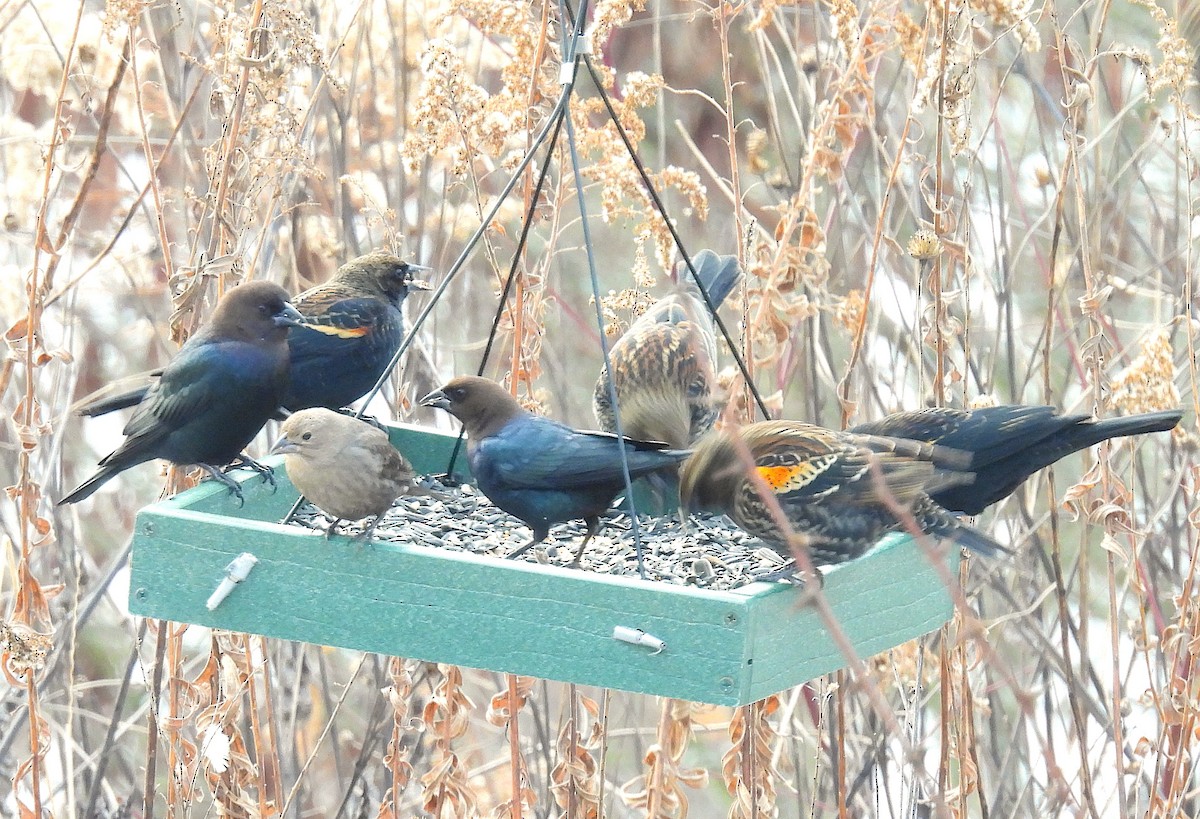 Braunkopf-Kuhstärling - ML646487697