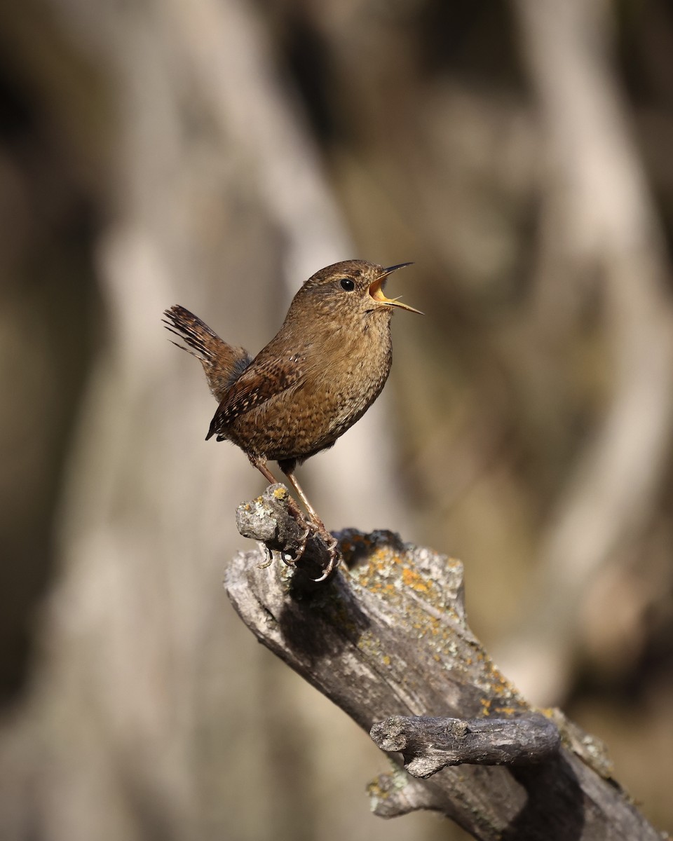 Pacific Wren - ML646487698