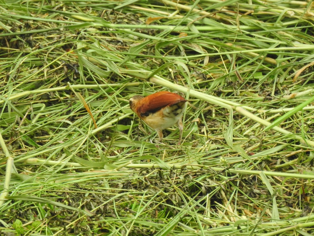 Pale-legged Hornero - ML646487699