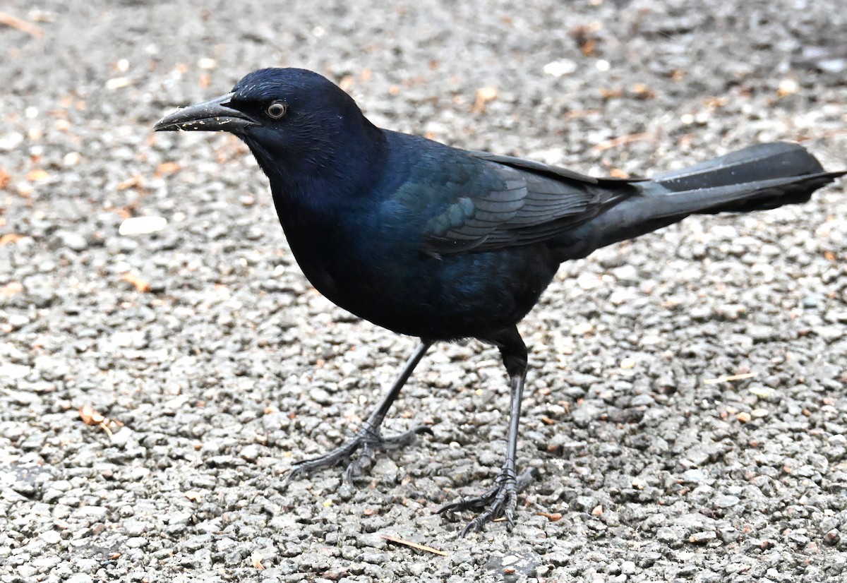 Boat-tailed Grackle - ML646487701