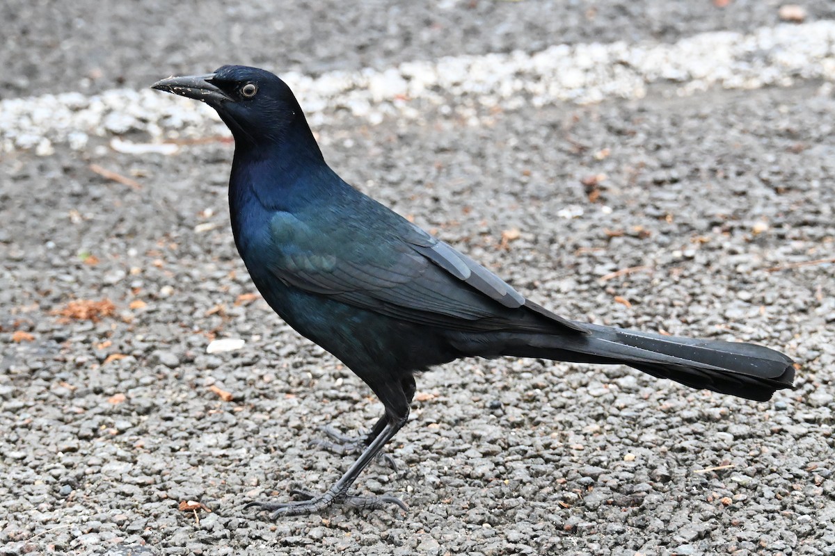 Boat-tailed Grackle - ML646487702