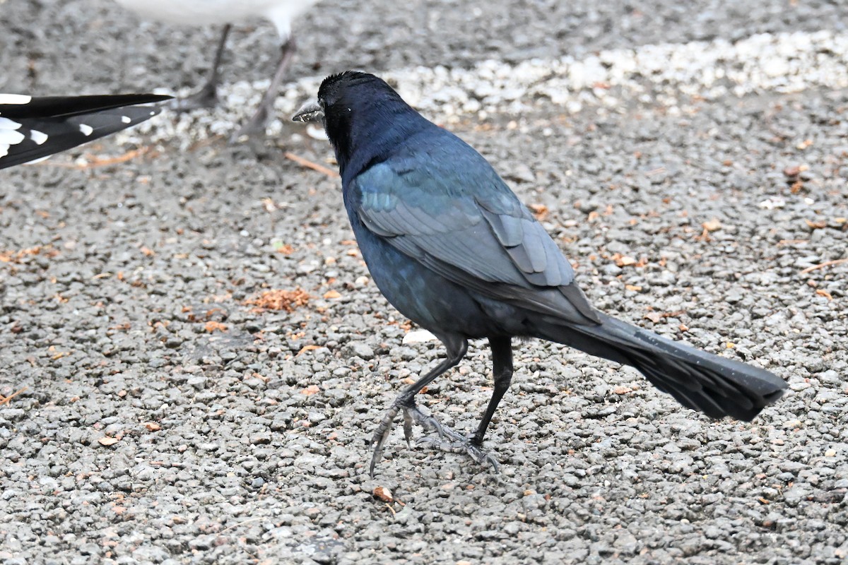 Boat-tailed Grackle - ML646487703