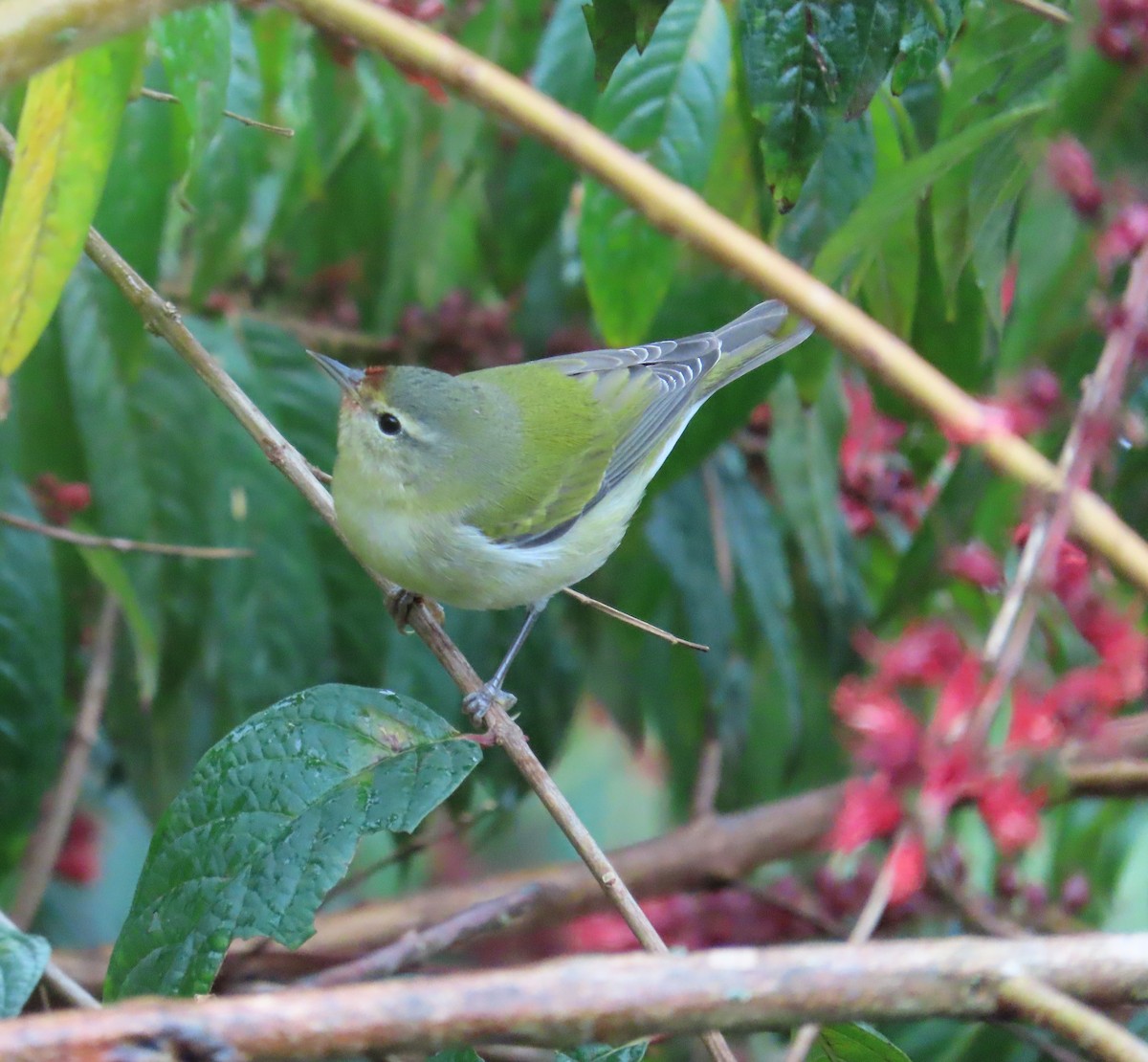Червоїд світлобровий - ML646487705