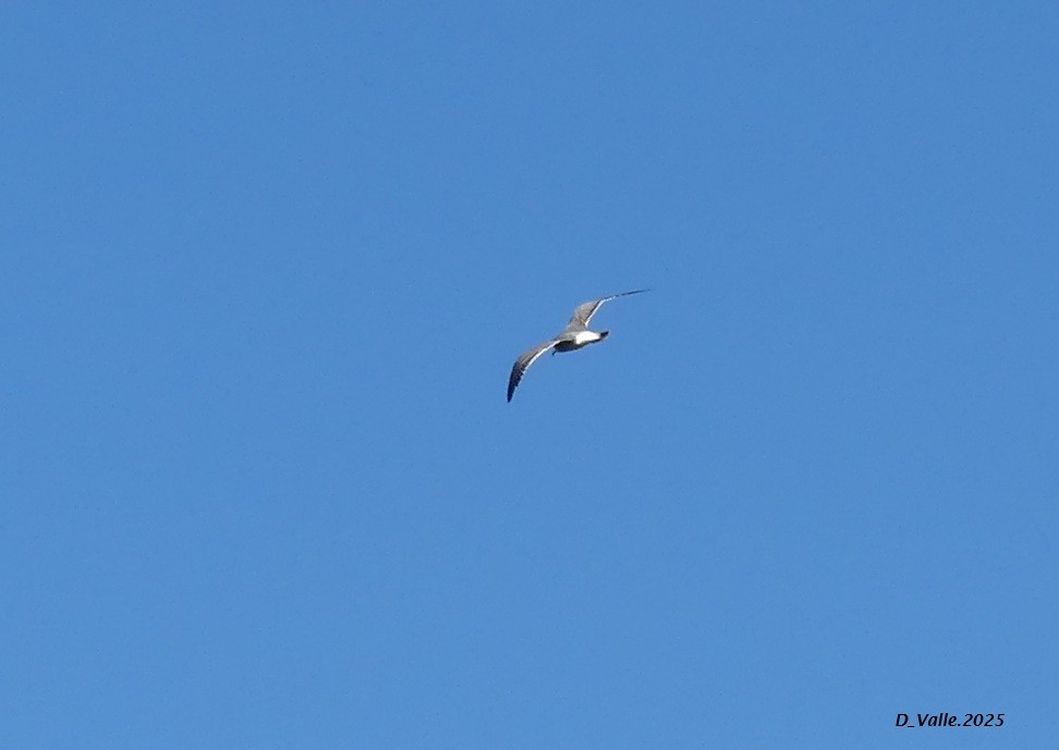 Laughing Gull - ML646487711
