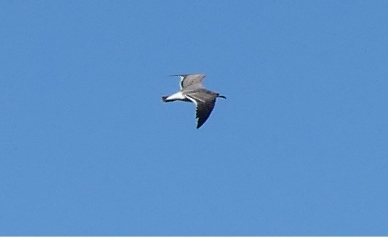 Laughing Gull - ML646487712