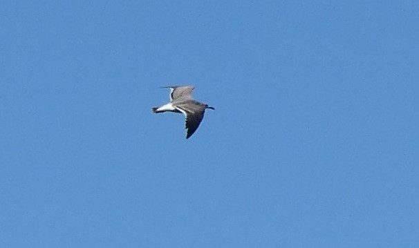 Laughing Gull - ML646487713