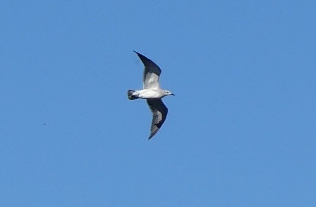 Laughing Gull - ML646487714