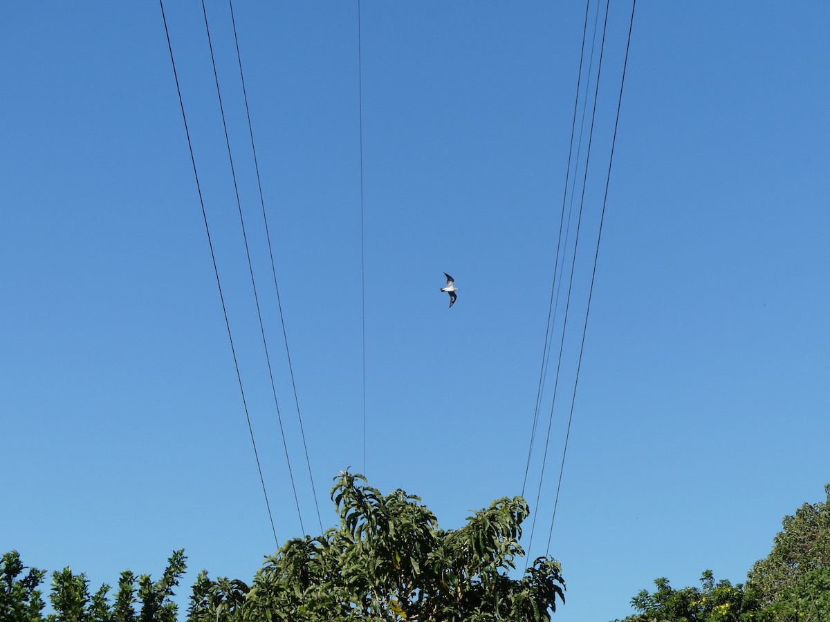 Laughing Gull - ML646487718