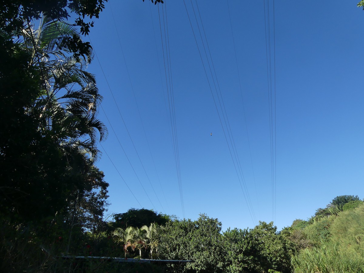 Laughing Gull - ML646487719