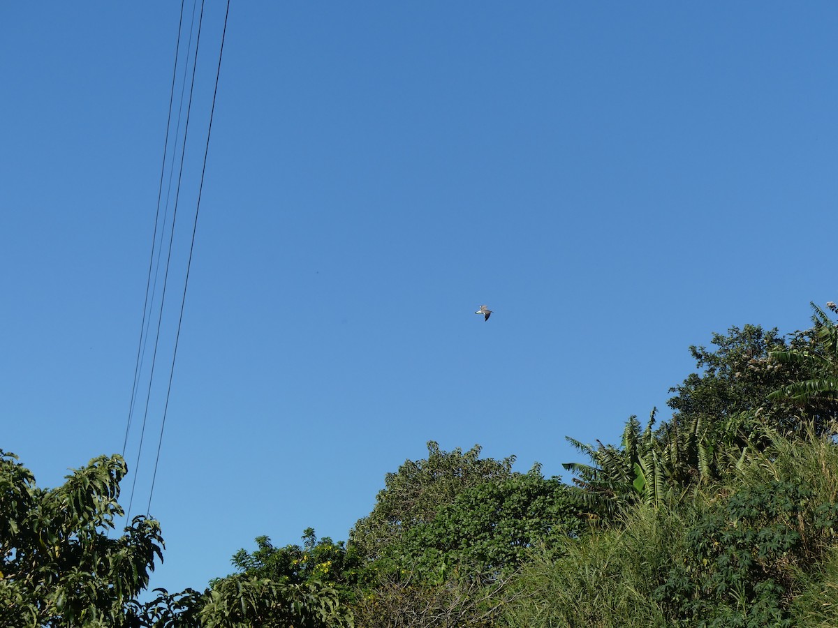Laughing Gull - ML646487720