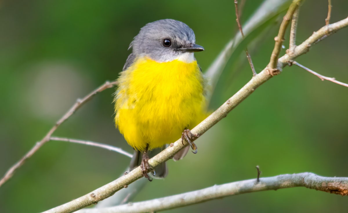 ヒガシキバラヒタキ - ML646487721