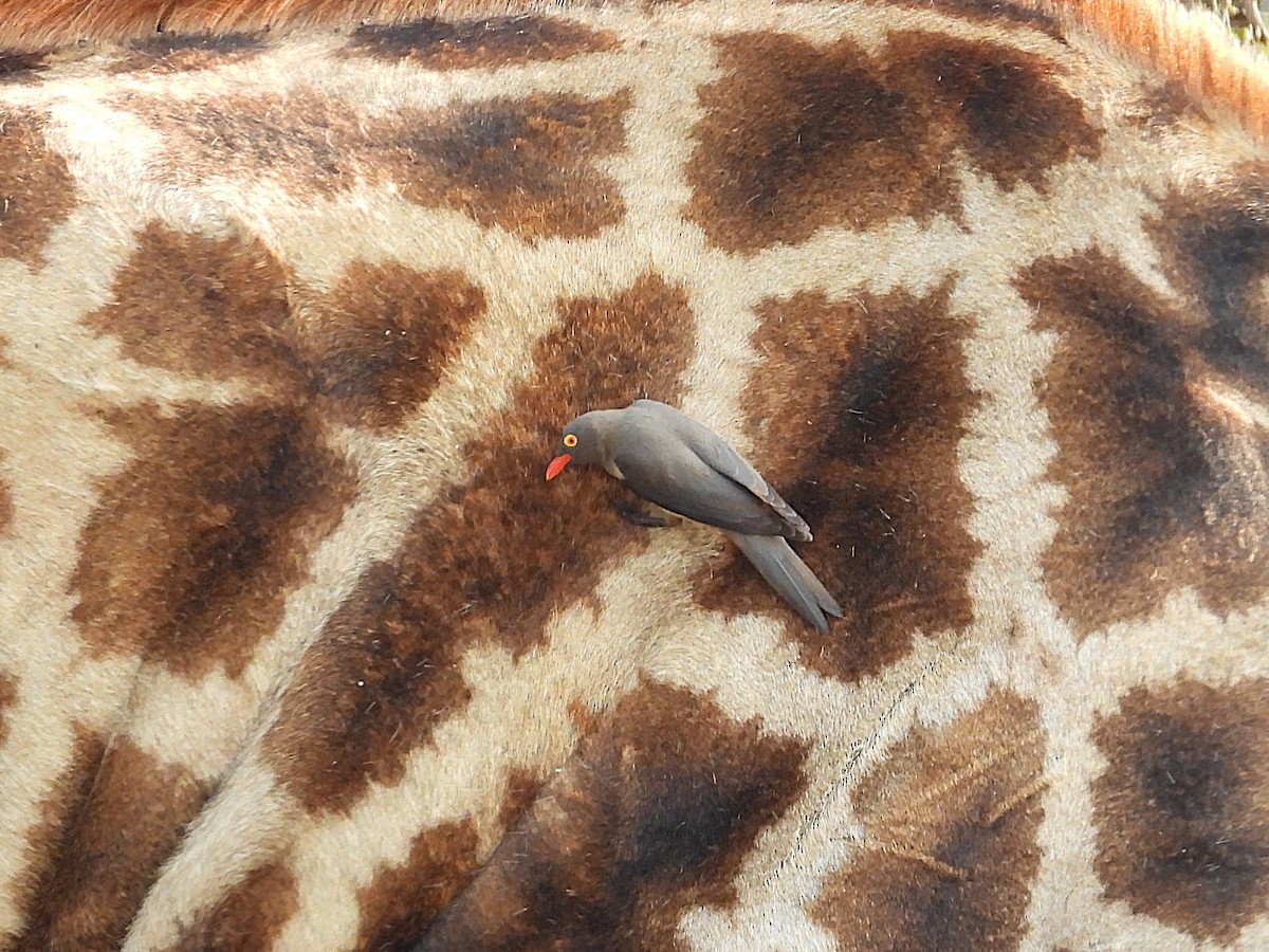 rødnebboksehakker - ML646487722