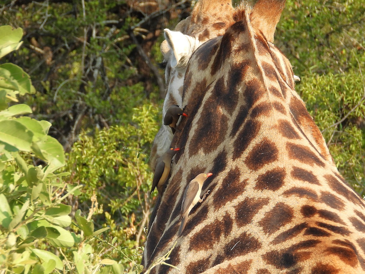 rødnebboksehakker - ML646487723