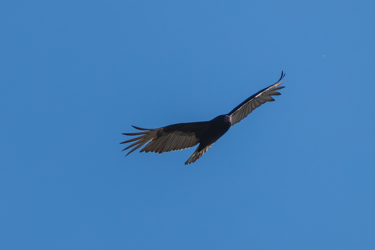 Turkey Vulture - ML646487725