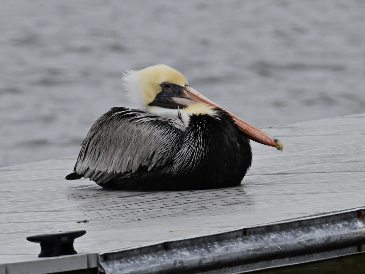 Brown Pelican - ML646487727