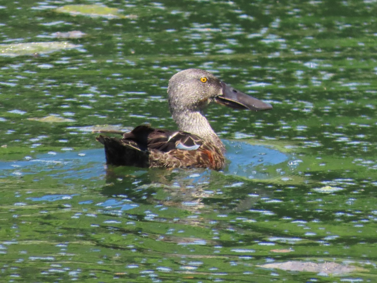 Australasian Shoveler - ML646487728