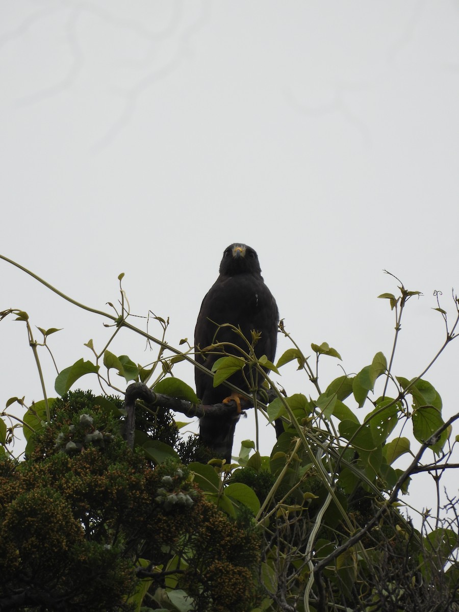 Short-tailed Hawk - ML646487732