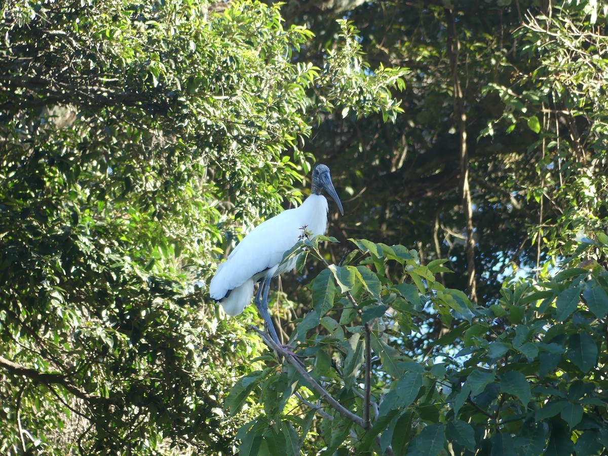 Wood Stork - ML646487734