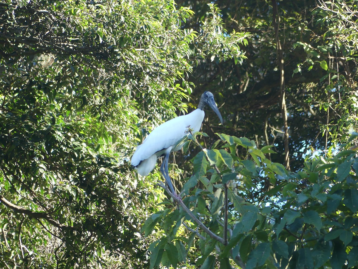 Wood Stork - ML646487735