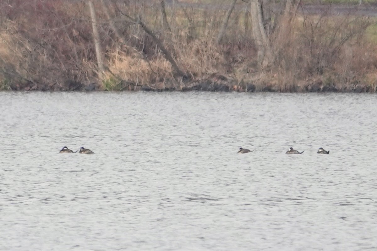 Ruddy Duck - ML646487736