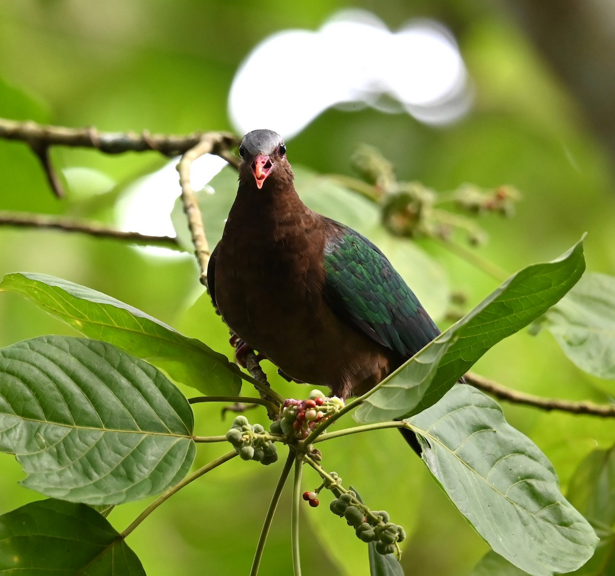 Голуб-зеленокрил індійський - ML646487740