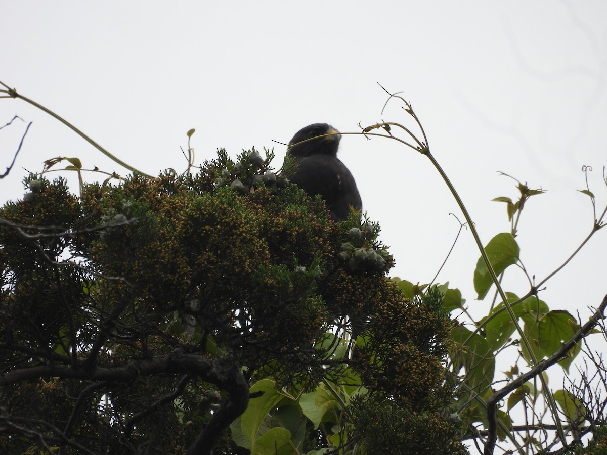 Short-tailed Hawk - ML646487741