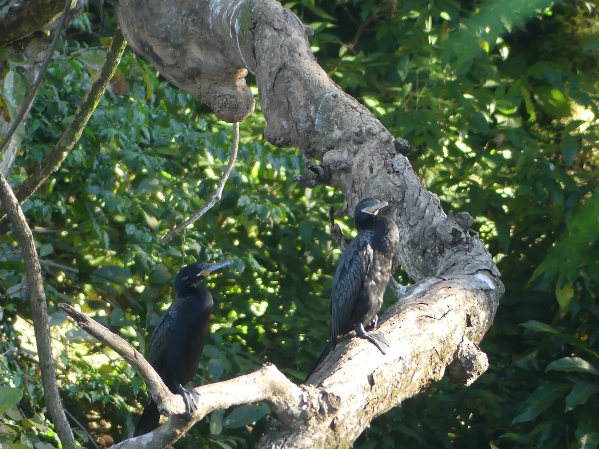 Neotropic Cormorant - ML646487742