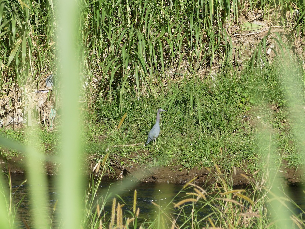 Little Blue Heron - ML646487746