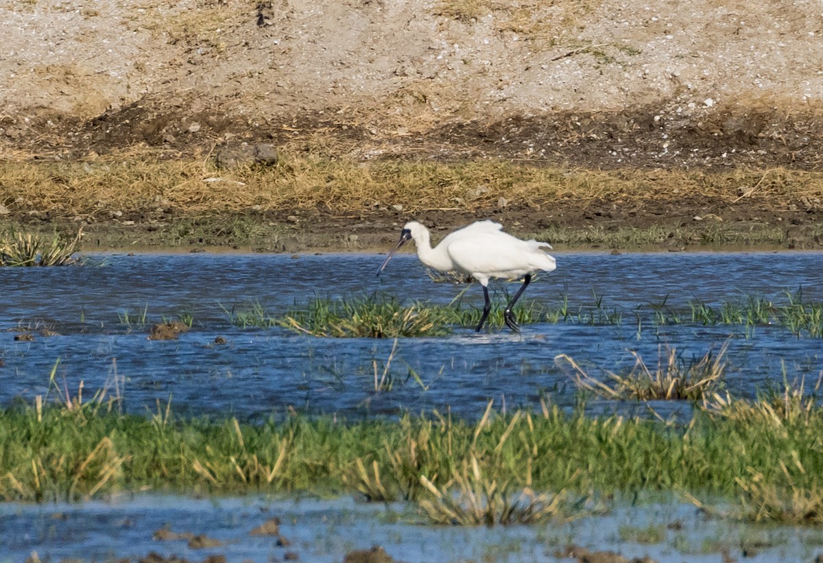 Black-faced Spoonbill - ML646487747