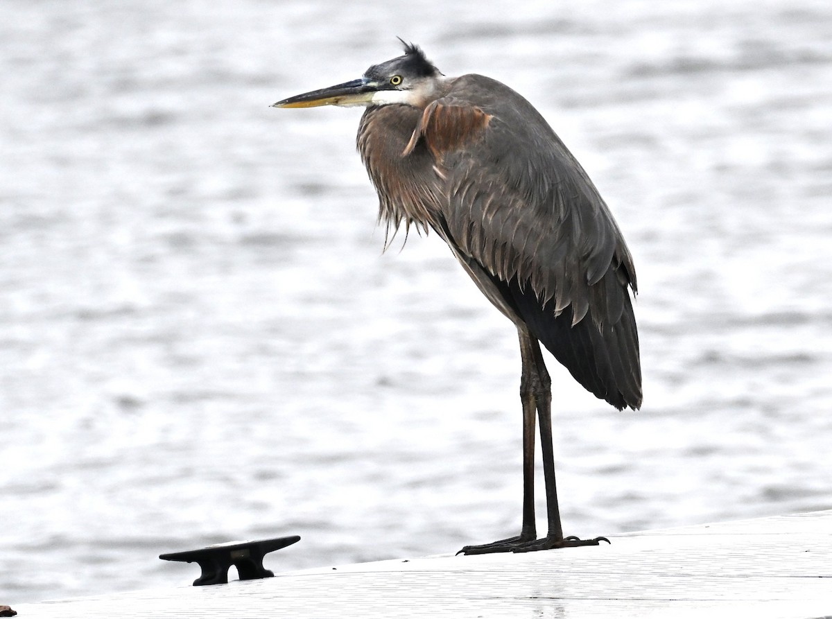 Great Blue Heron - ML646487749