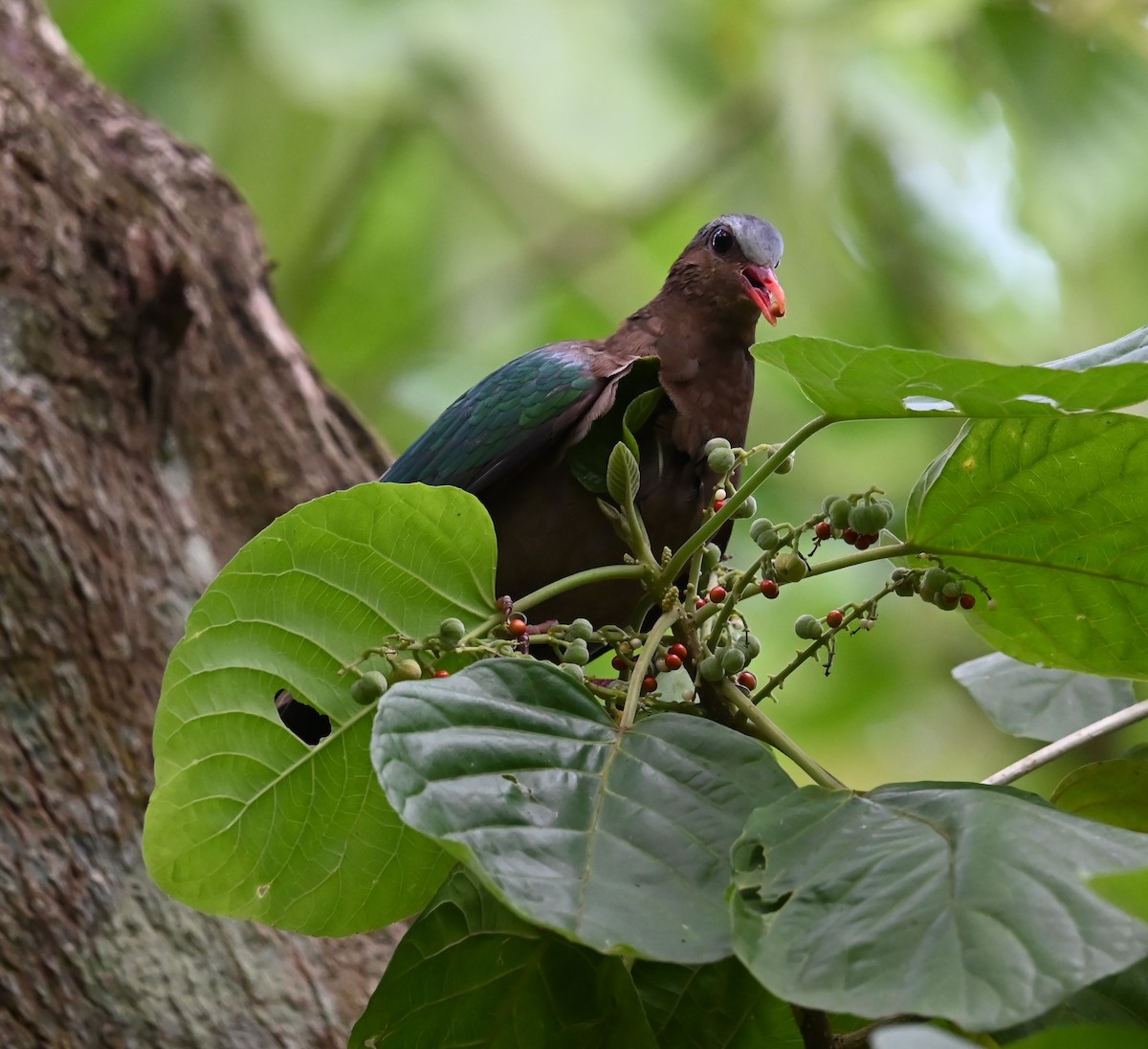 Голуб-зеленокрил індійський - ML646487750